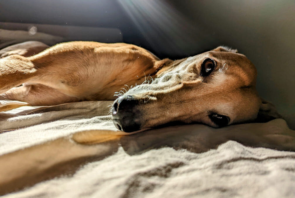 Say Anything (Scotland)