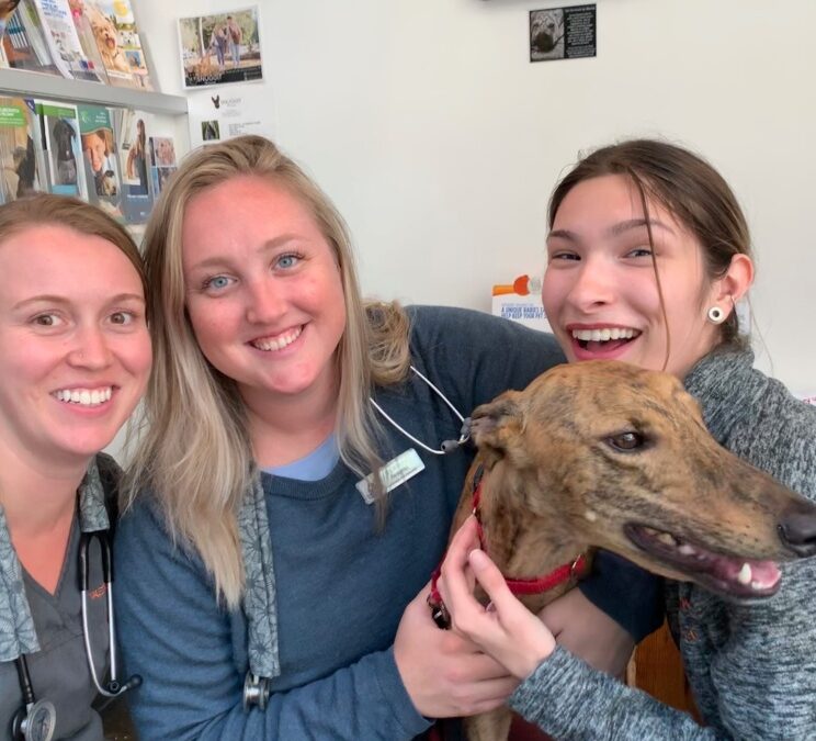 Rocky Rocket needs your help