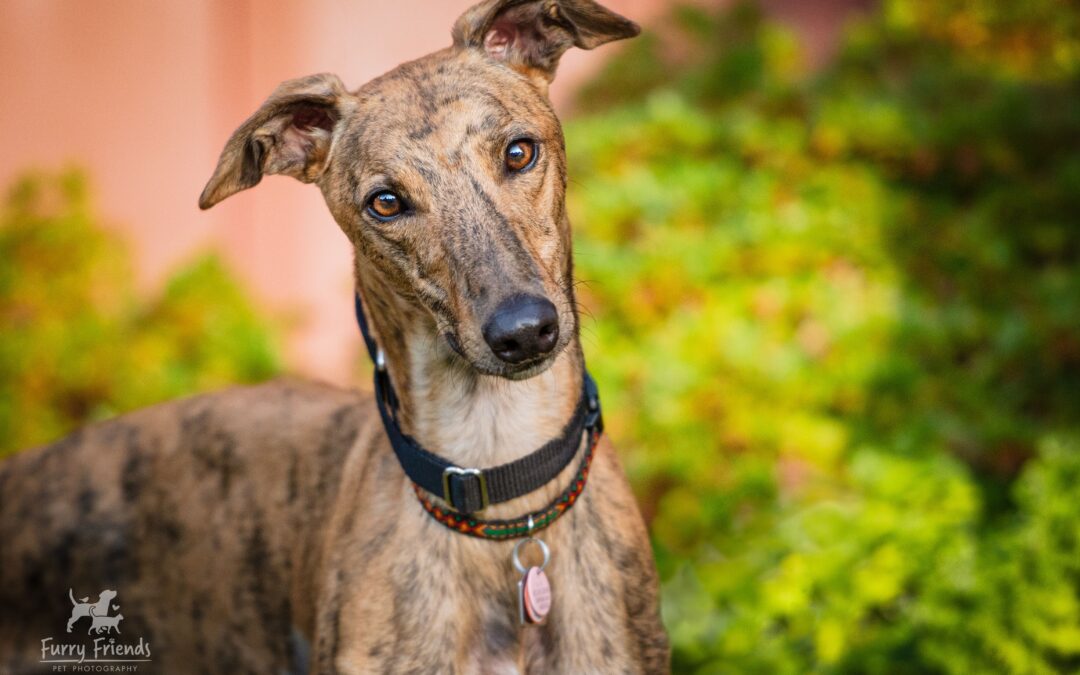 Rocky-Rocket (Rocky)﻿