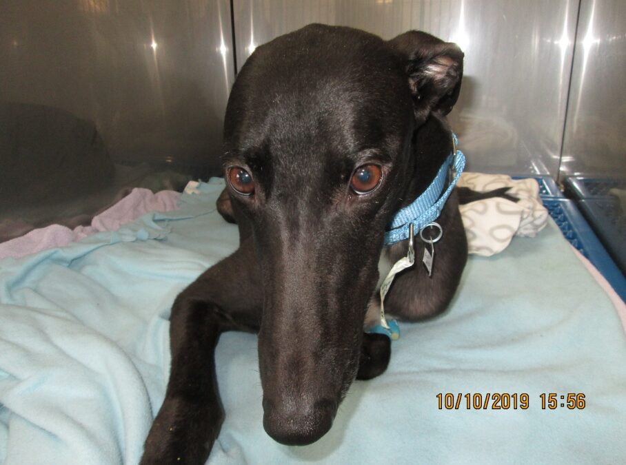 KIPUR NEEDS YOUR HELP!!﻿