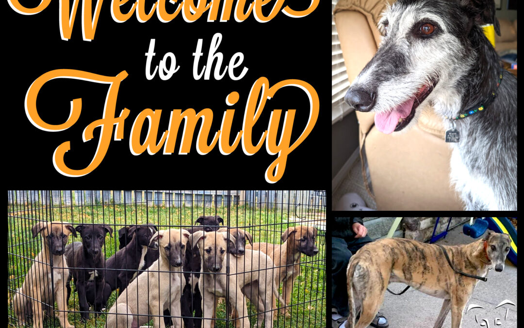 Welcome to NCGL Brownie, Daisy and her 11 Puppies!