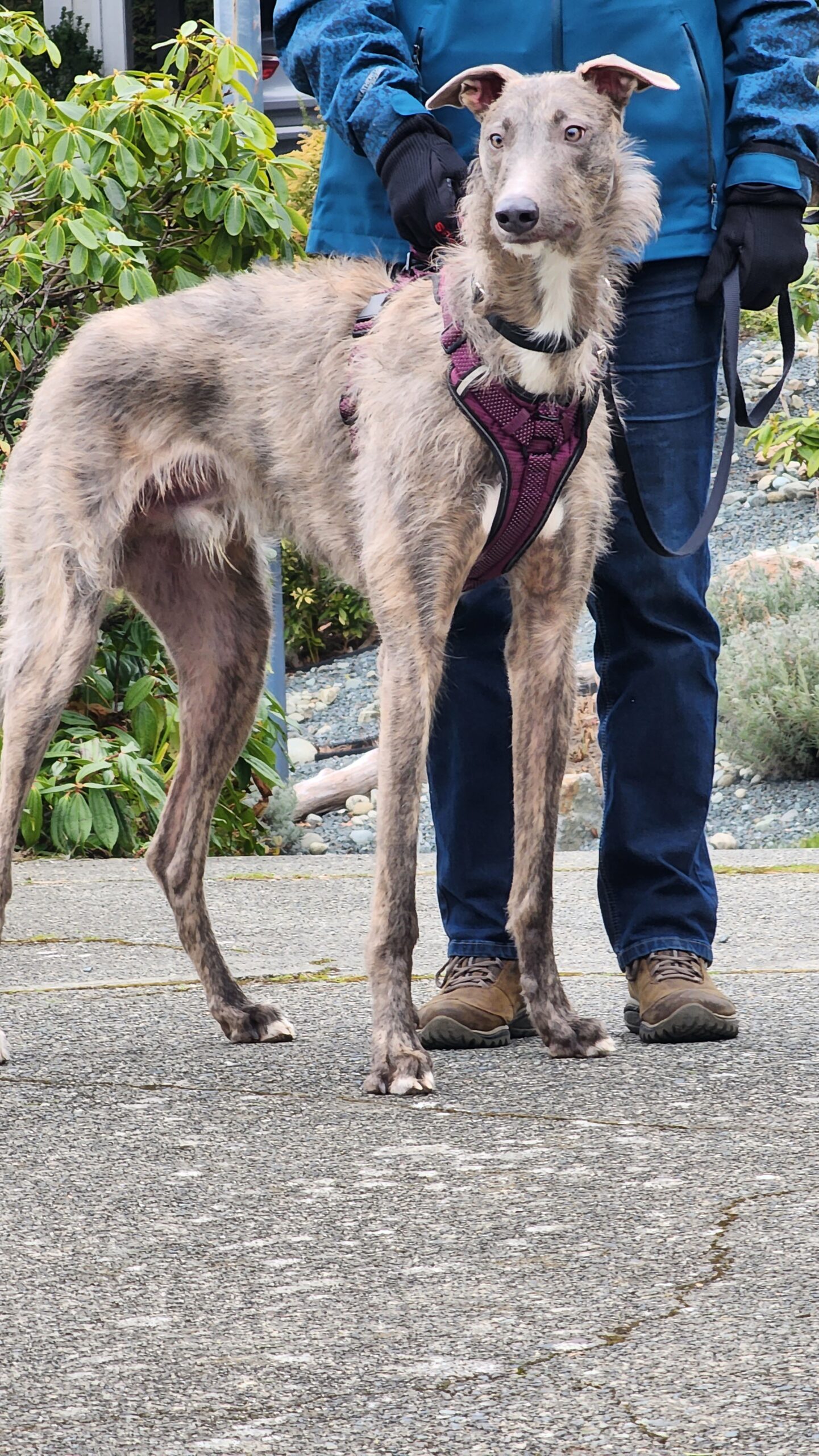 Rigby – All the hounds you ever wanted