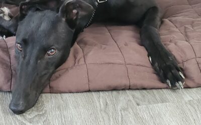 Say Hello to Kaala