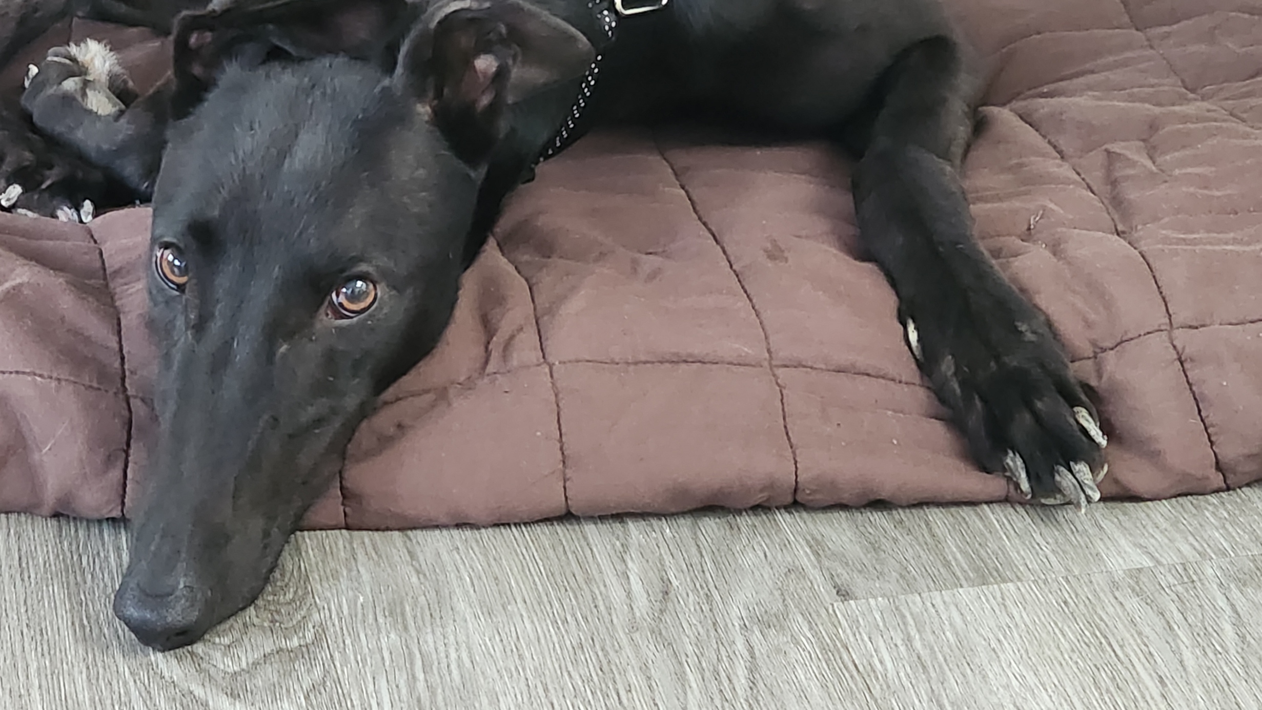 Say Hello to Kaala