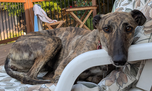 Meet Victoria