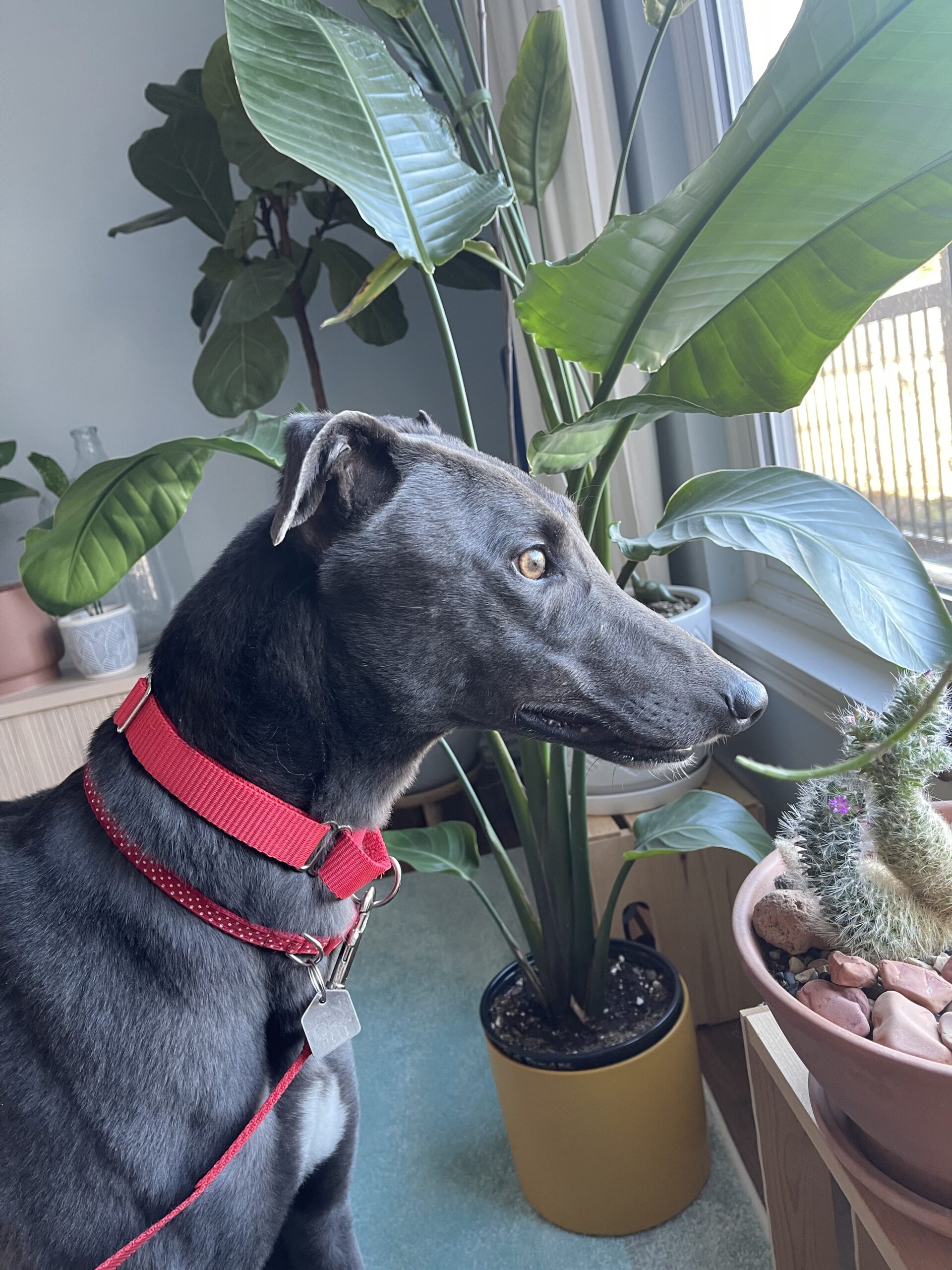 53 2026 jan royal blue abbotsford 5