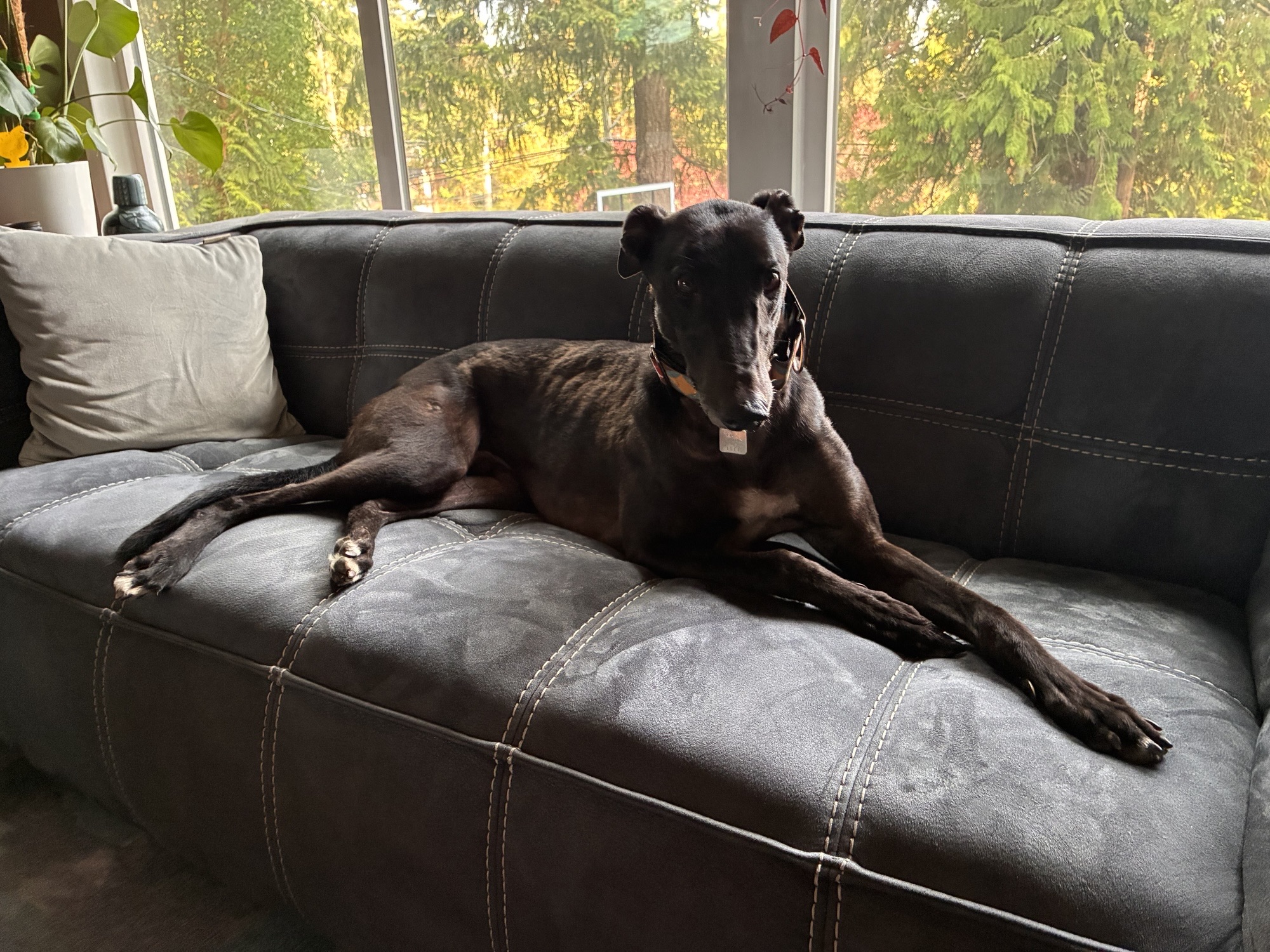 Blackie