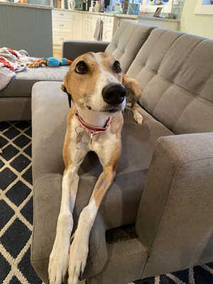 Elachi (Sadie)